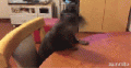 1 борзая выдра.gif