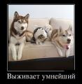 кот.jpg