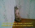 luchshie_kotomatritsyi_nedeli_(44_iz_49_foto).jpg