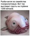 рыбокапля.jpg