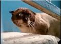 strange cat.jpg