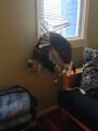 котэ 4.jpg
