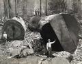 lumberjacks-redwood-3.jpg