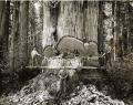 lumberjacks-redwood-1.jpg