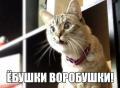 ебушки воробушки.jpeg