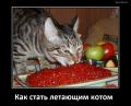 2552518_998134bd.jpg