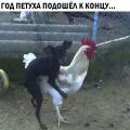 КОНЕЦ_ПЕТУХУ.jpg