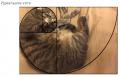 котэ.JPG