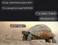 черепавел.jpg