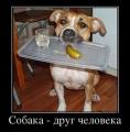 собака друг человека.jpeg