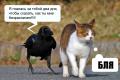 cat_c123.jpg
