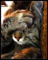 palmfacecat.jpg