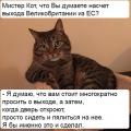 мистер кот.jpg