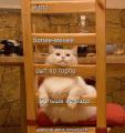 котолестница.jpg