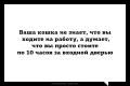 о кошках.jpg