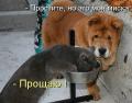 моя миска.jpg