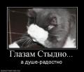 Коту стыдно.jpg